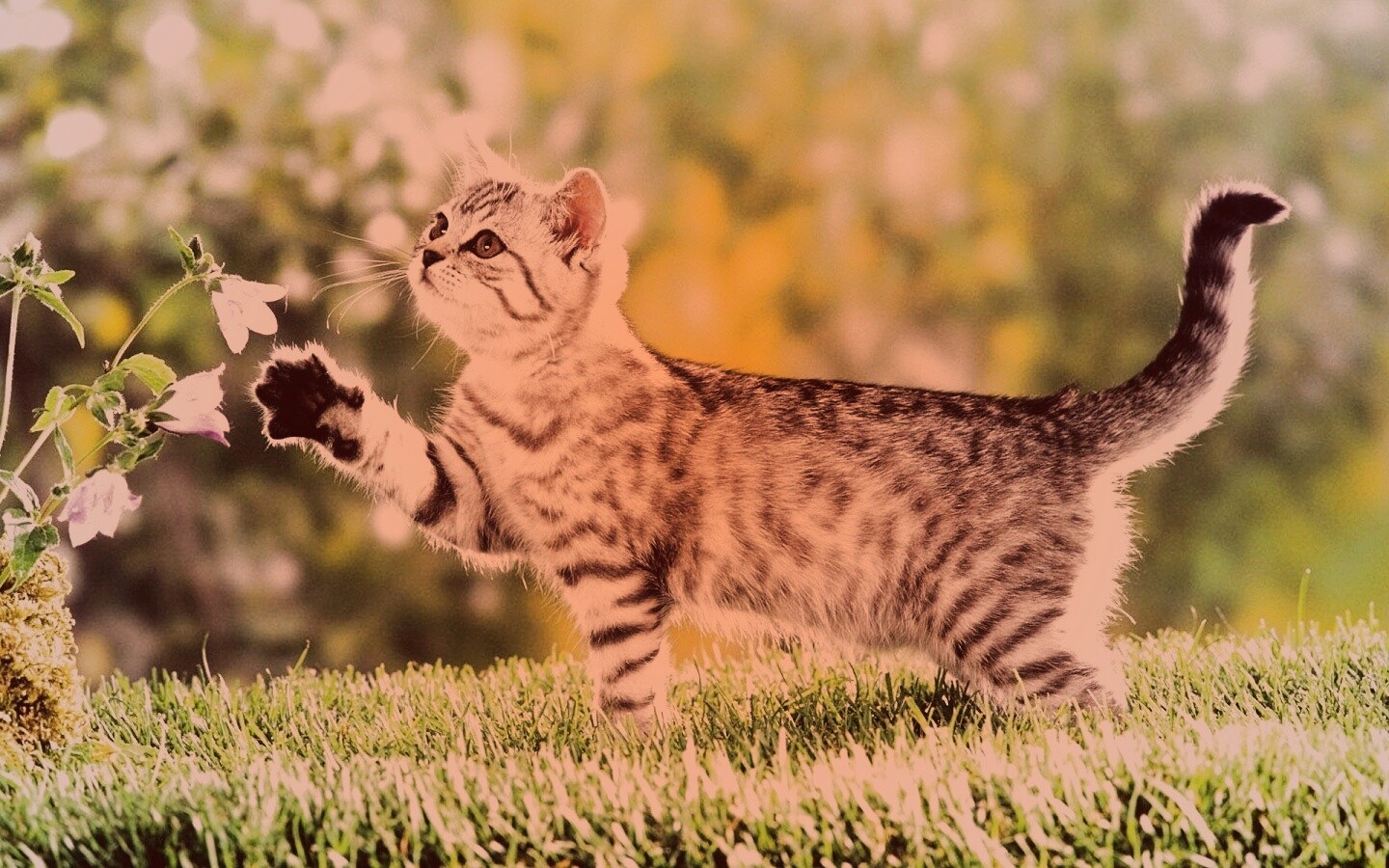 Котенок играет с цветами обои