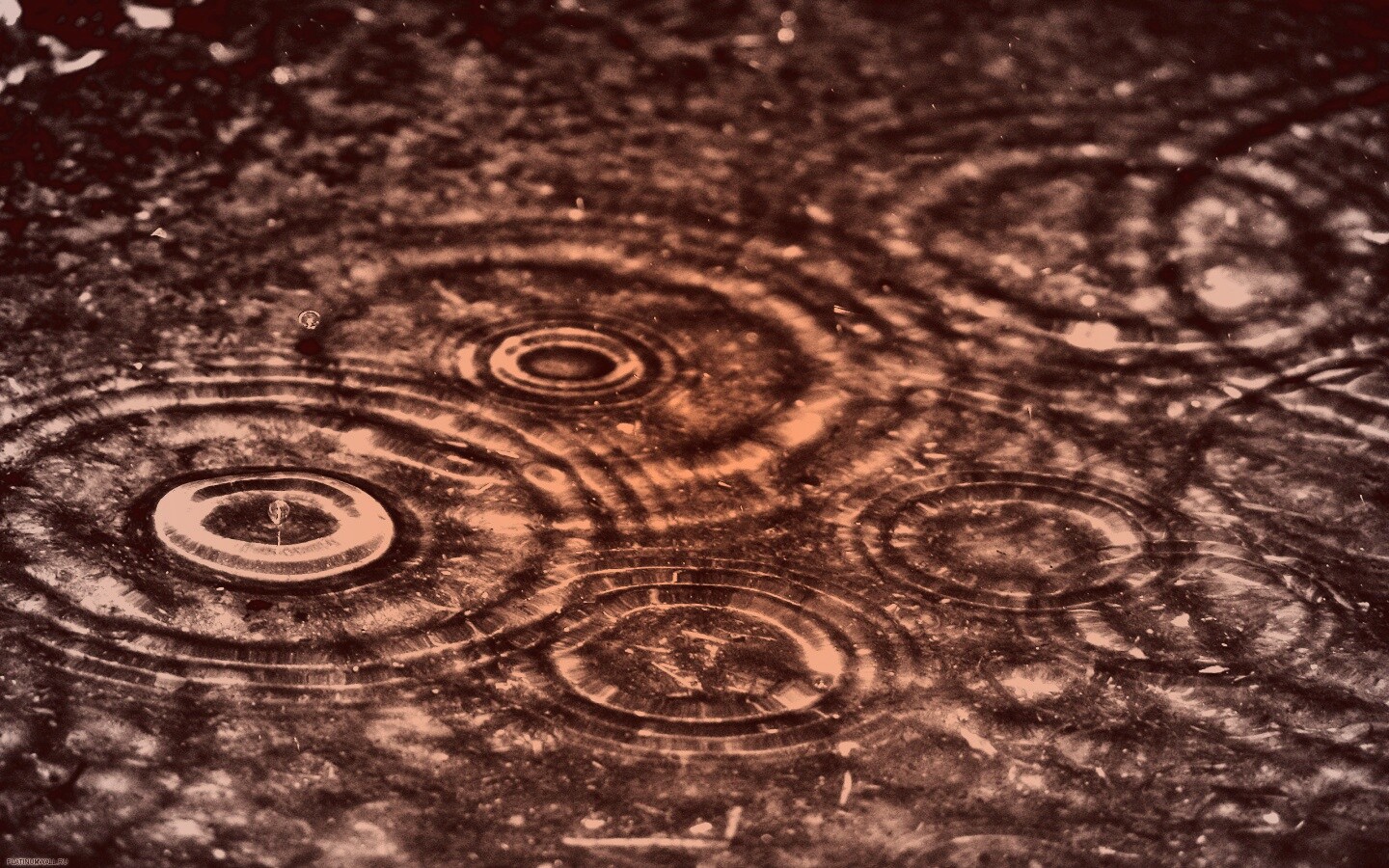 Круги на воде обои