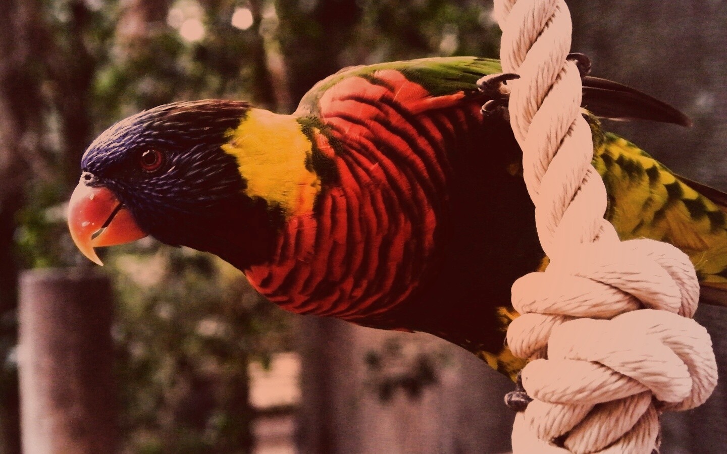 Попугай на канате обои