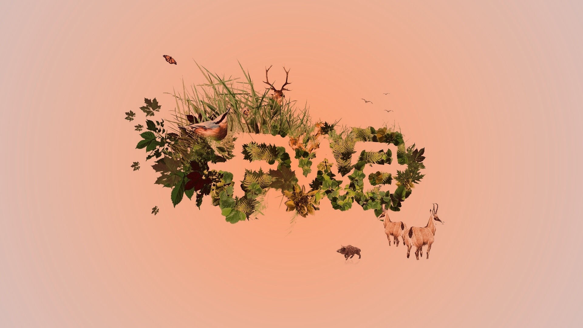 FWA обои