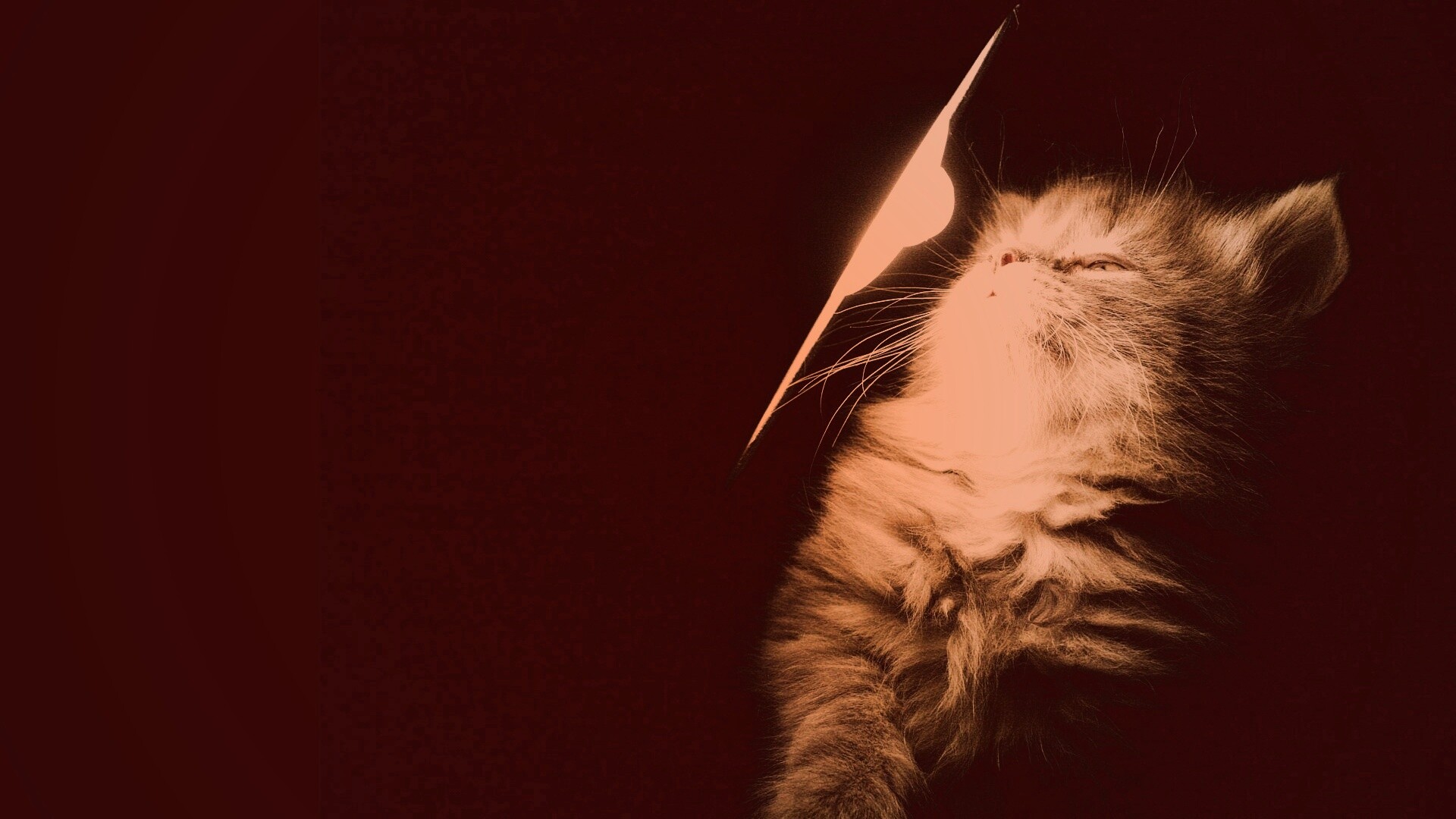 Котя на свету обои