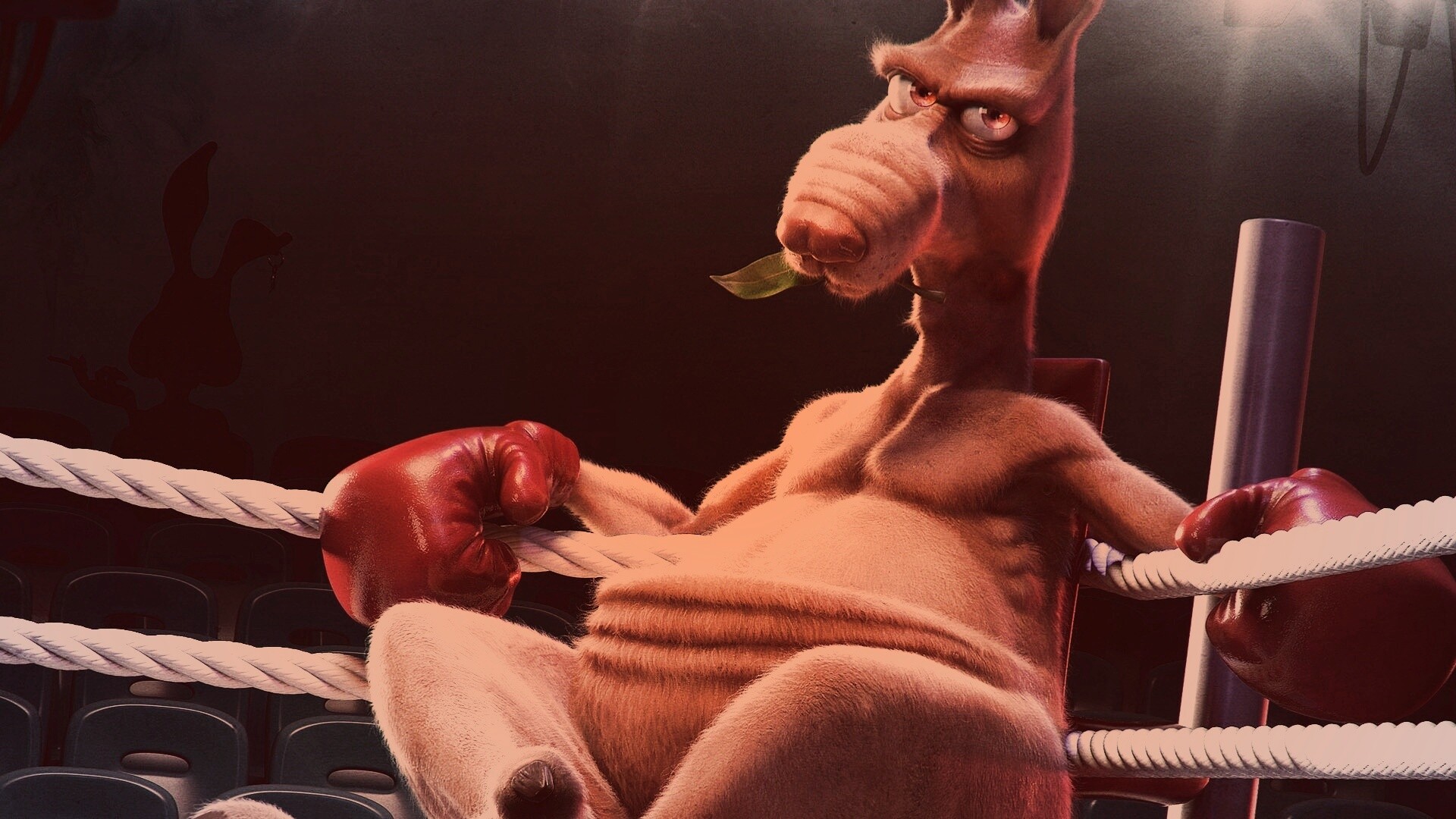 Кенгуру-боксер на ринге обои