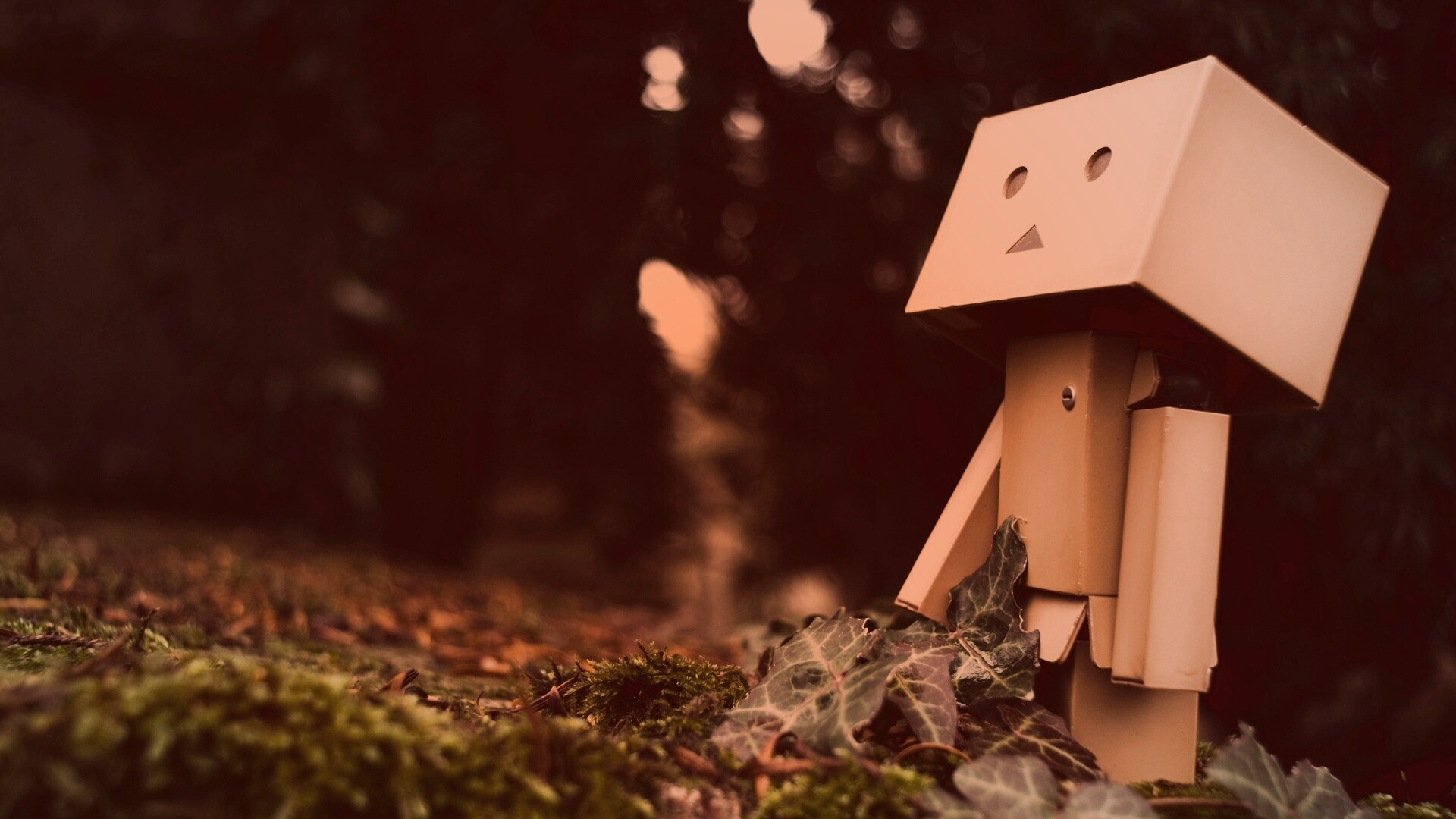 Danbo смотрит вверх обои