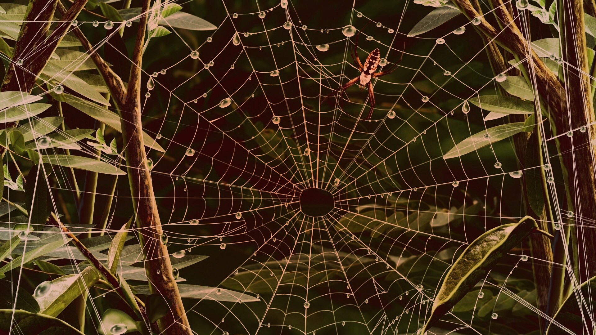 Паутина сериал паук