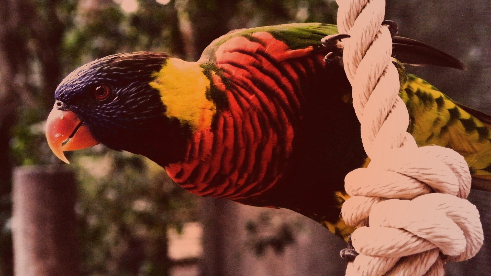 Попугай на канате обои