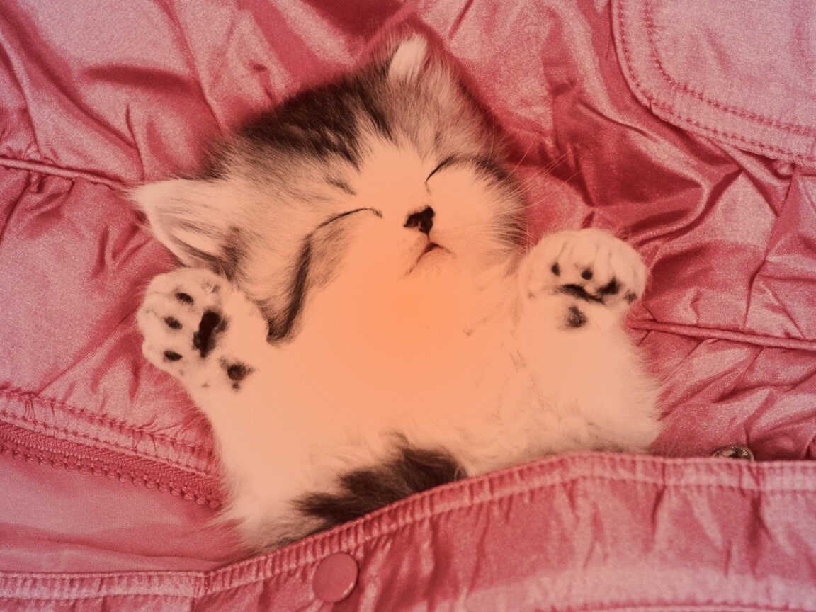 Котенок на розовой куртке обои
