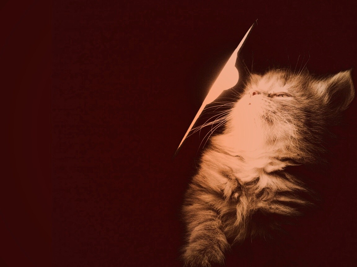 Котя на свету обои