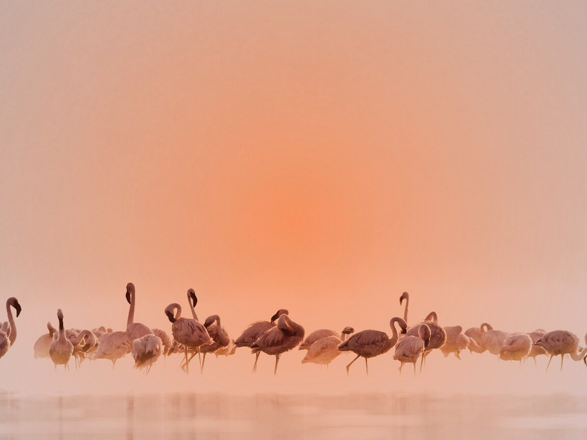 Flamingos обои