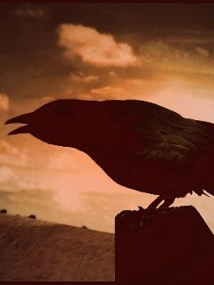 Чёрный ворон обои