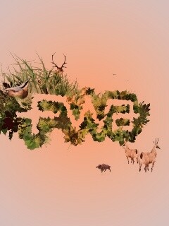 FWA обои