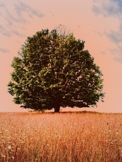 Зеленое дерево в желтом поле обои