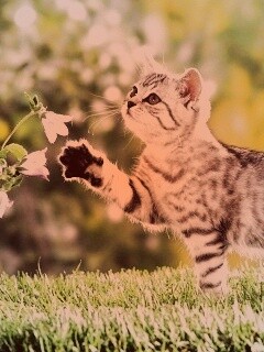 Котенок играет с цветами обои