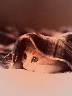 Котенок под одеялом обои