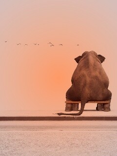 Слон на табуретке обои