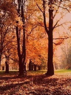 Осенний листопад в парке обои