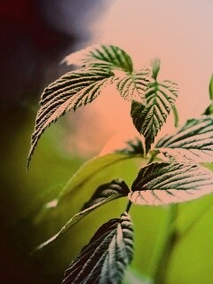 Листья малины обои