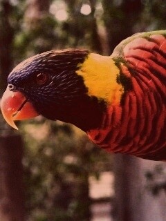 Попугай на канате обои