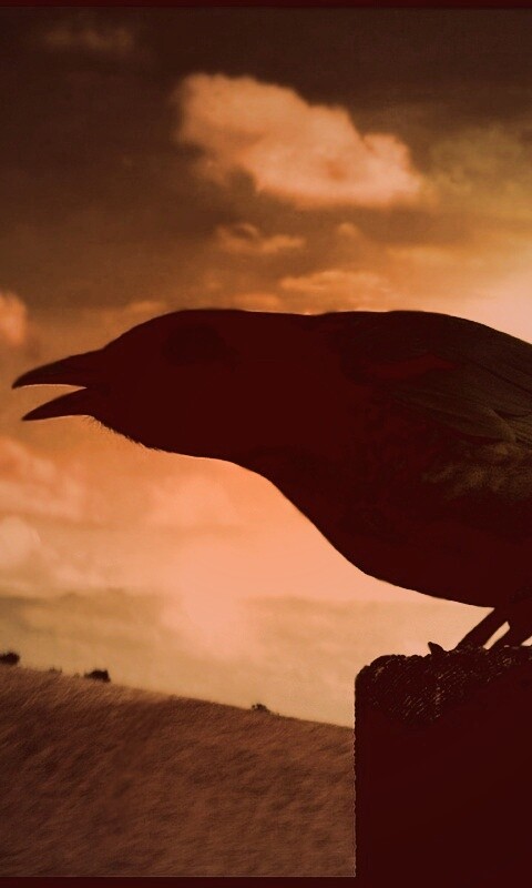 Чёрный ворон обои