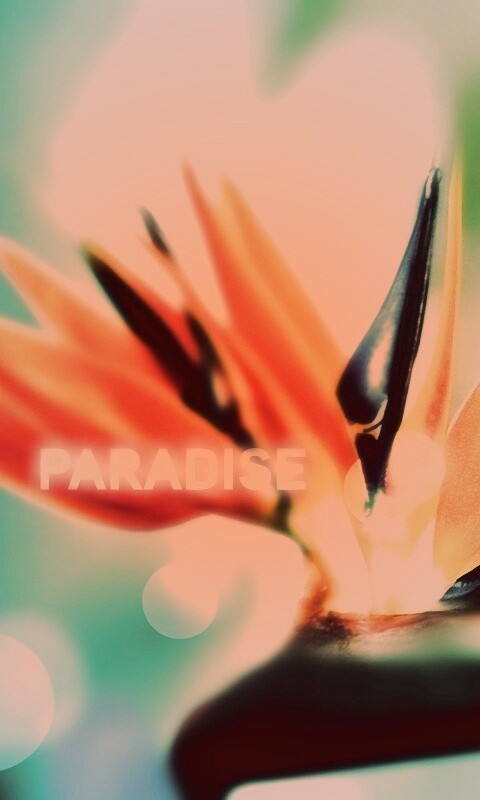 Paradise обои