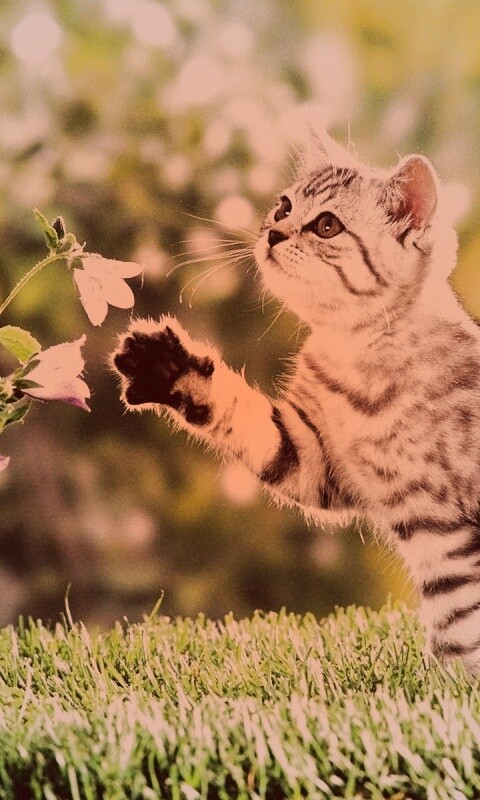 Котенок играет с цветами обои