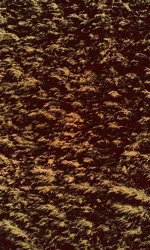 Густые хвойные заросли обои