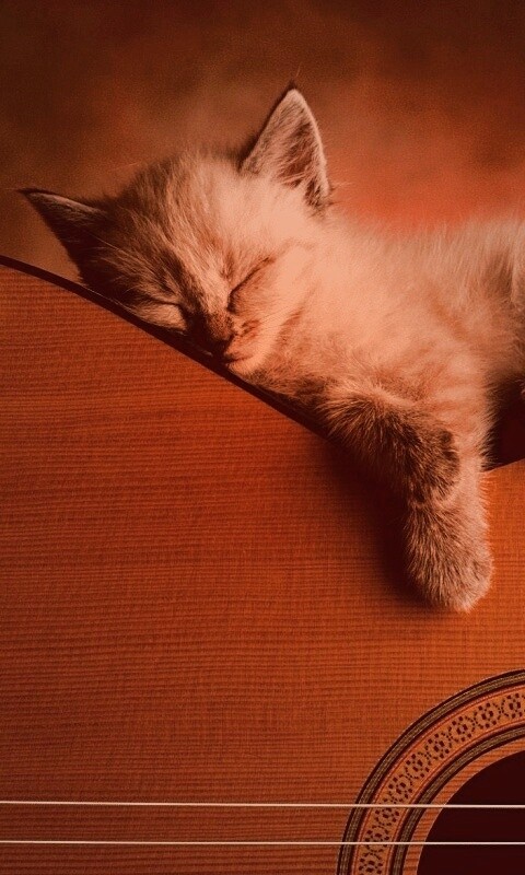 Котенок на гитаре обои