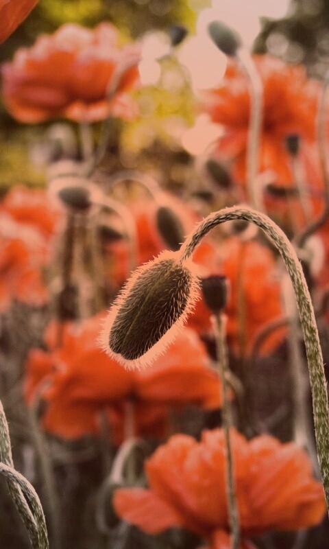 Бутон среди цветов обои