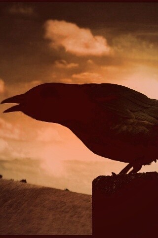 Чёрный ворон обои