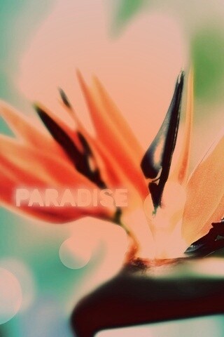 Paradise обои