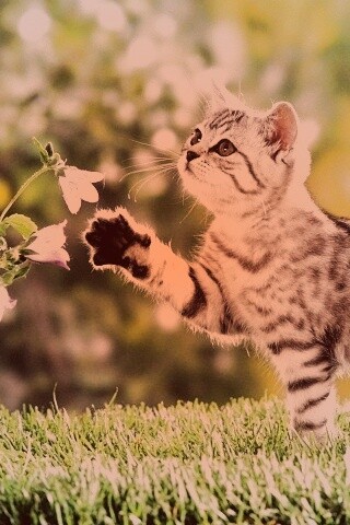 Котенок играет с цветами обои