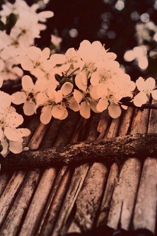 Веточка цветущей вишни обои