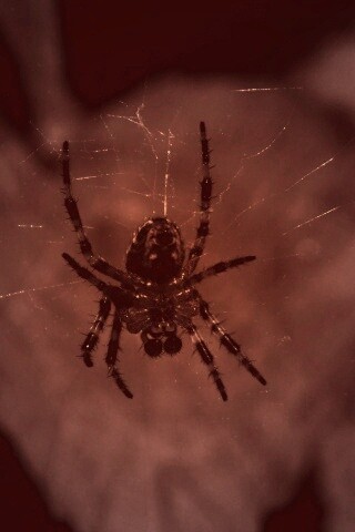 Паук на паутине обои