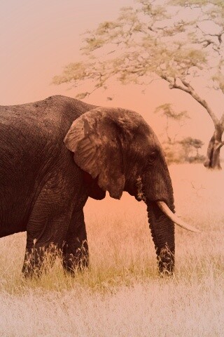 Elephant обои