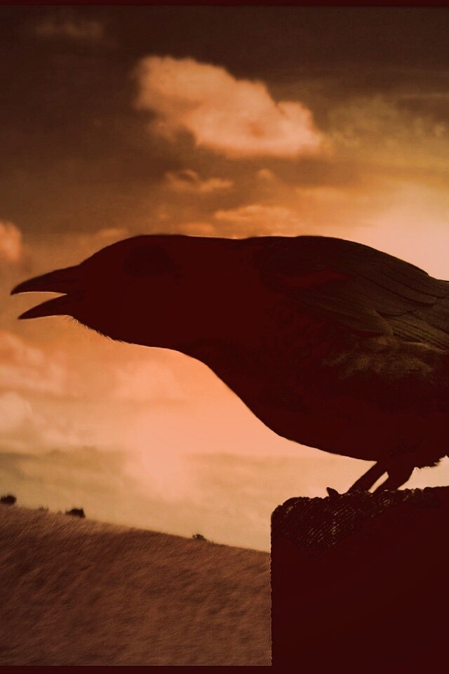 Чёрный ворон обои