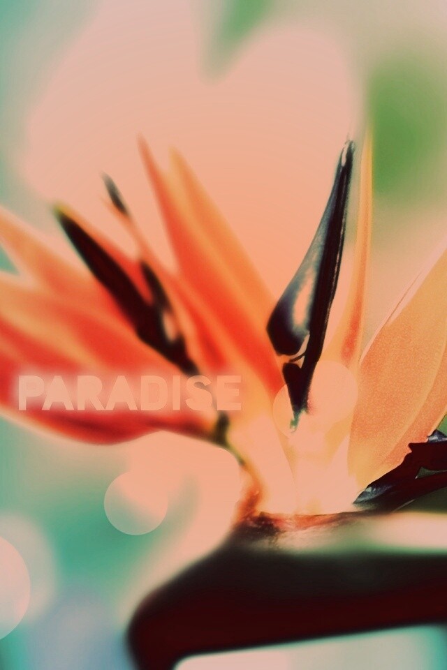 Paradise обои