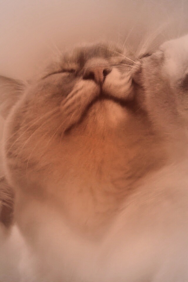 Котята с мамой обои