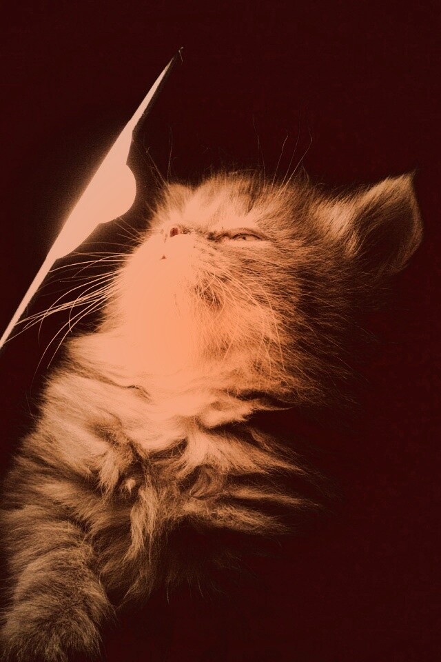 Котя на свету обои