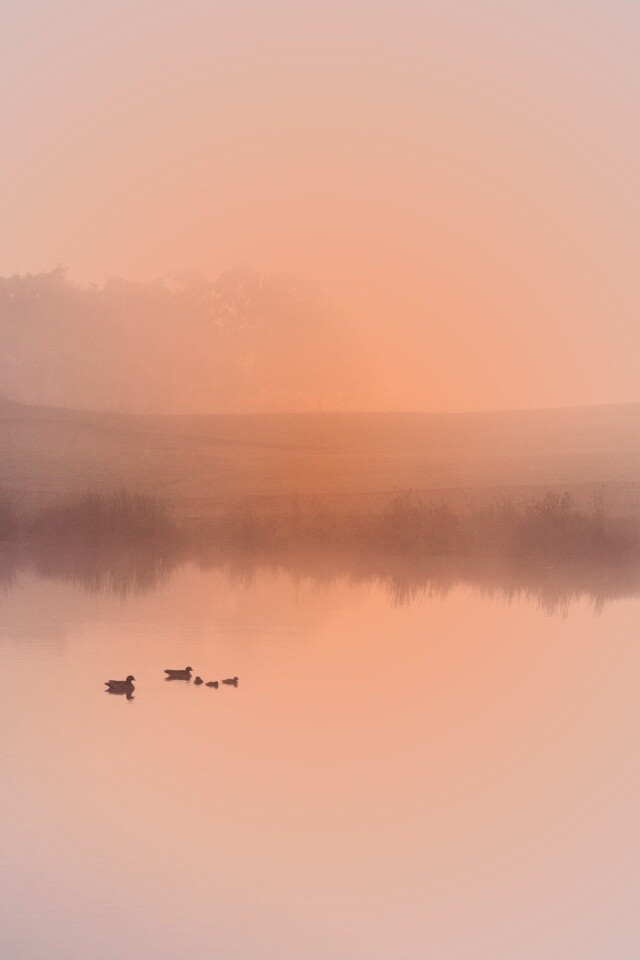 Ducks on a Misty Pond обои