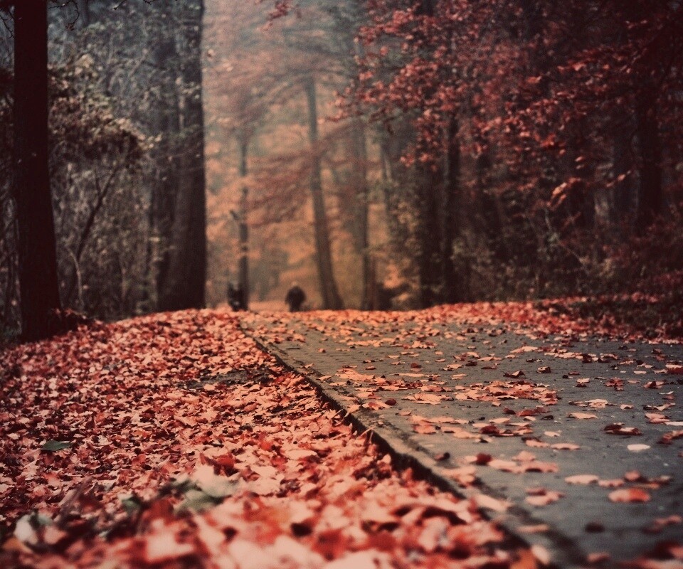 Осенняя дорога обои