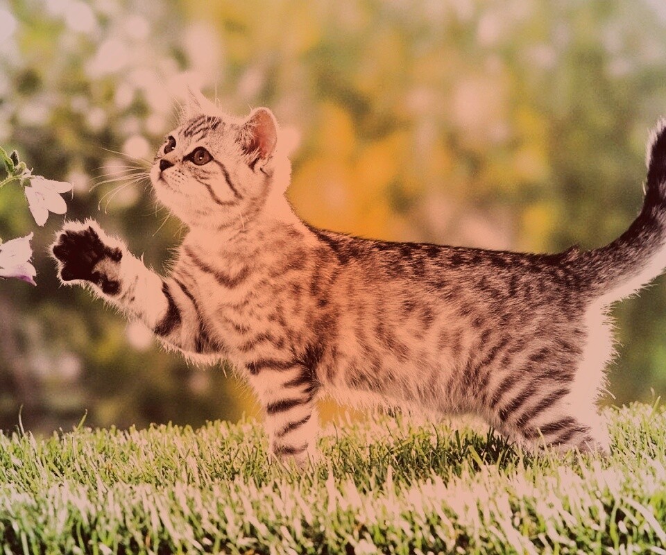 Котенок играет с цветами обои