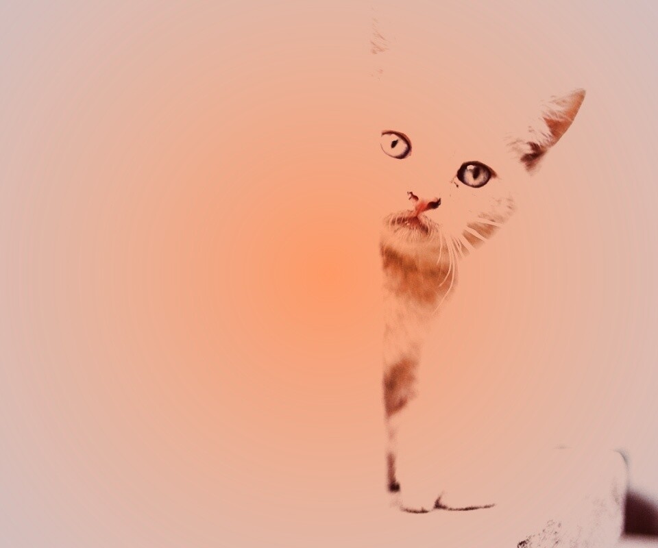 Котик из-за угла обои