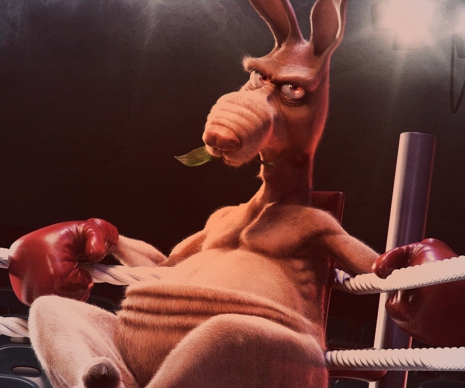 Кенгуру-боксер на ринге обои