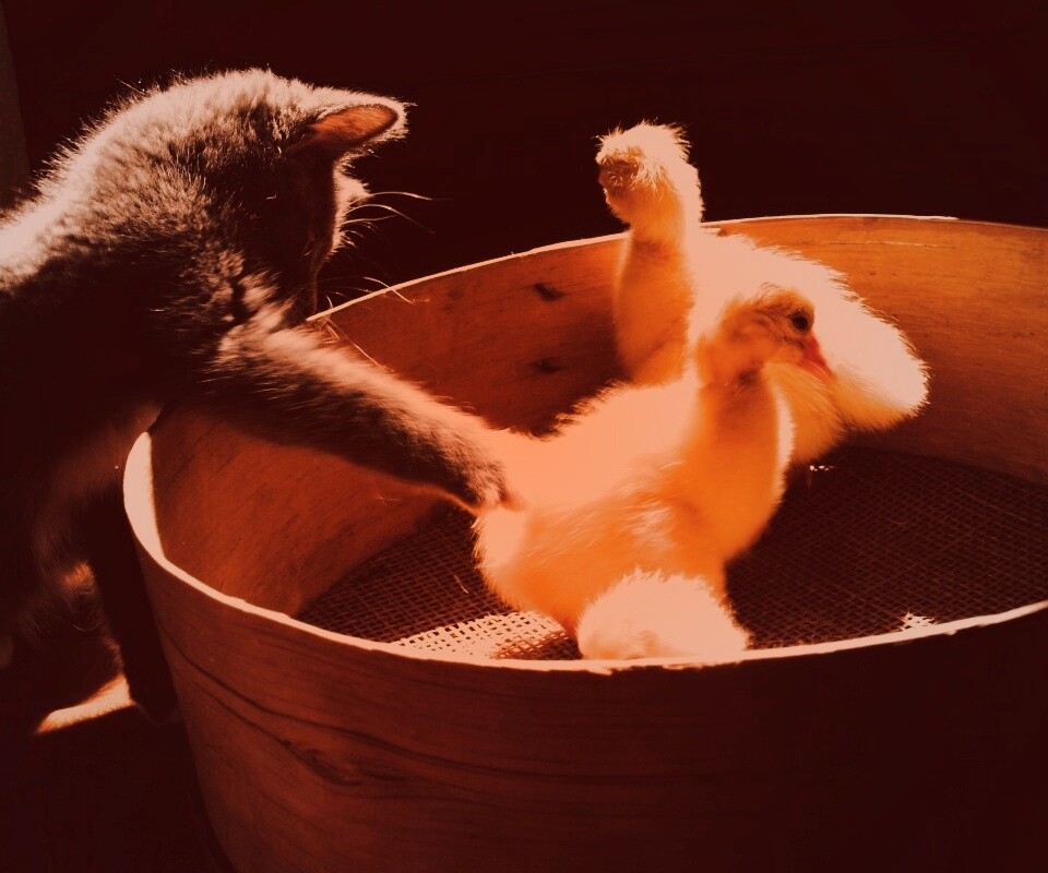 Котенок играет с утятами обои