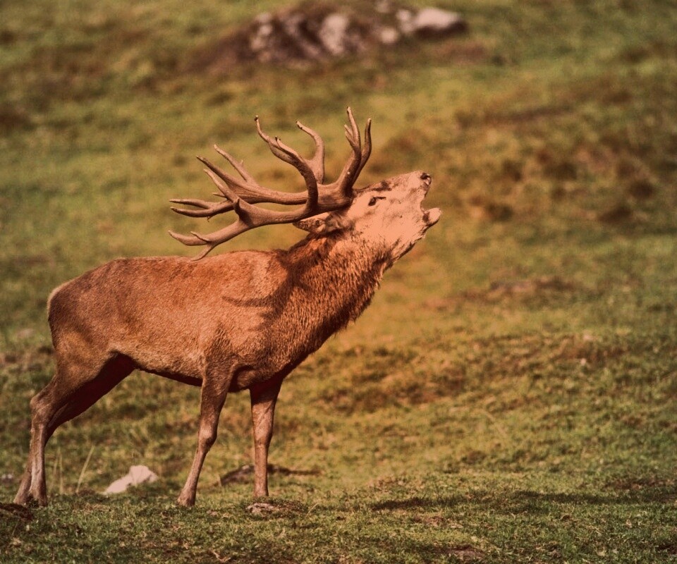 Лось зовёт сородичей обои