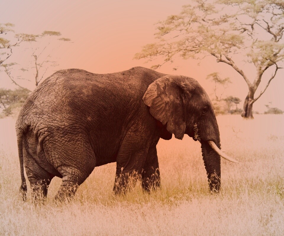 Elephant обои