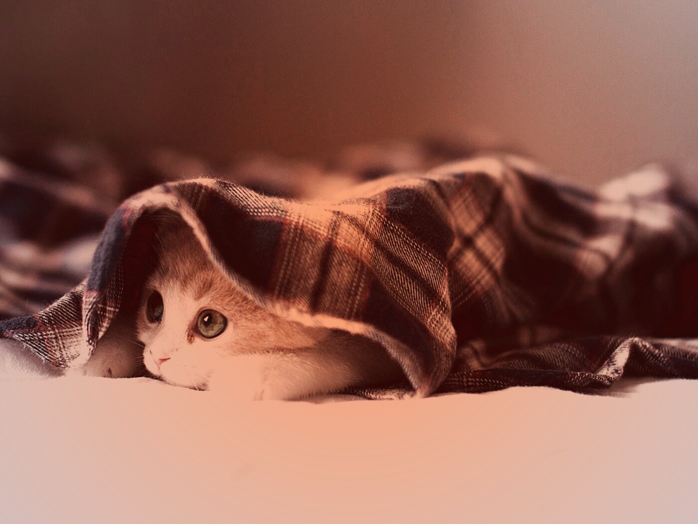 Котенок под одеялом обои