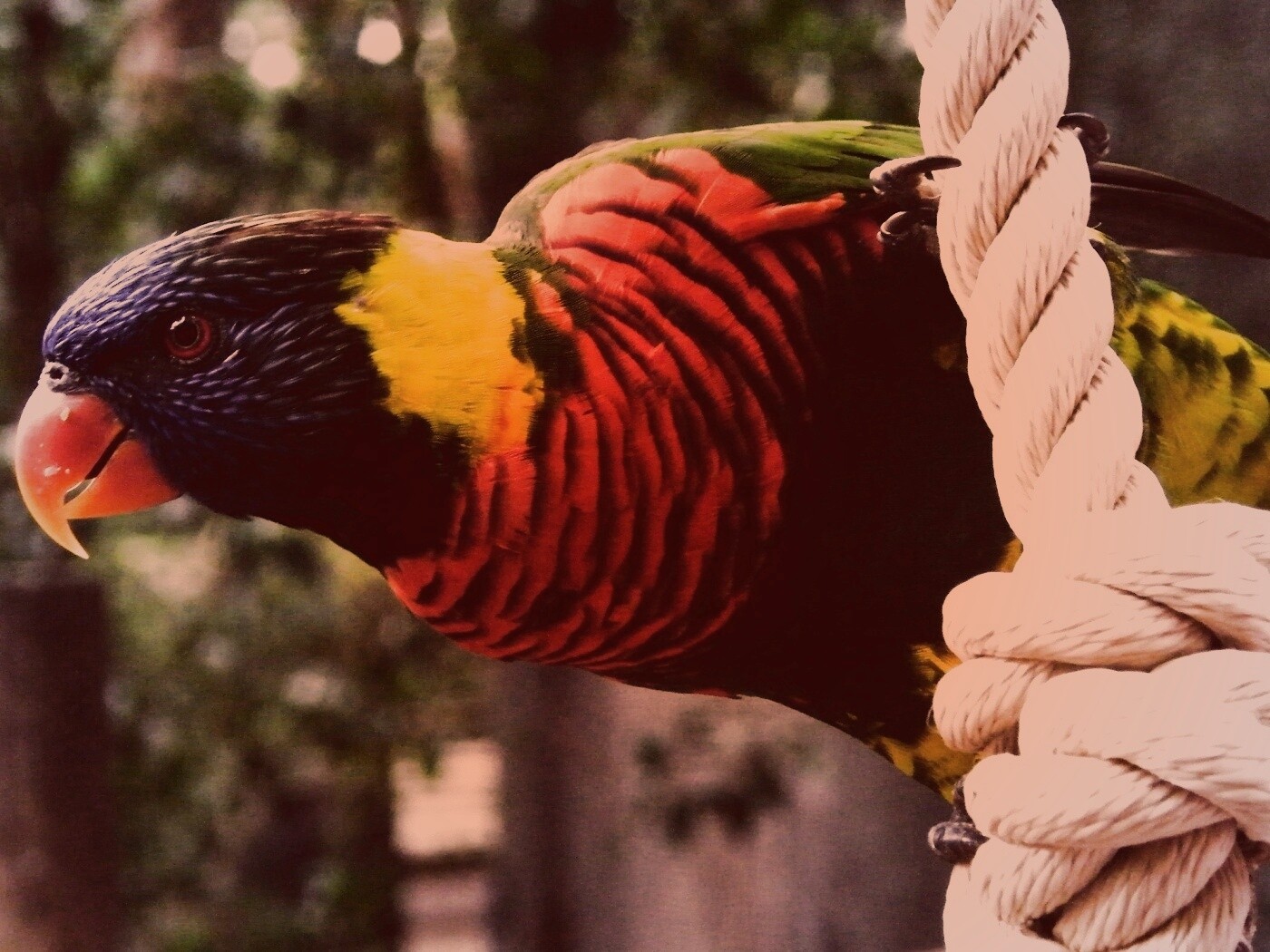 Попугай на канате обои