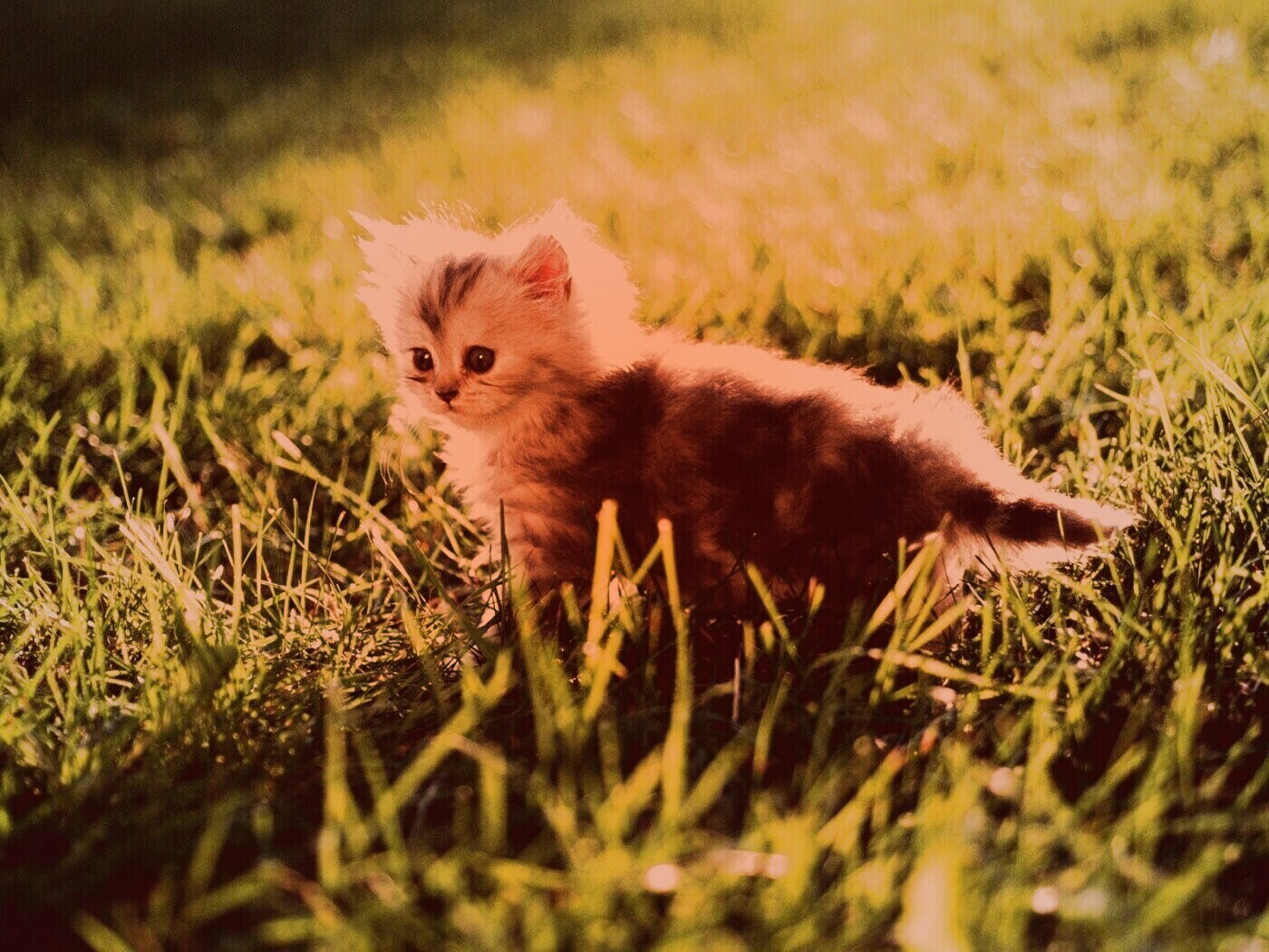 Котёнок в траве обои