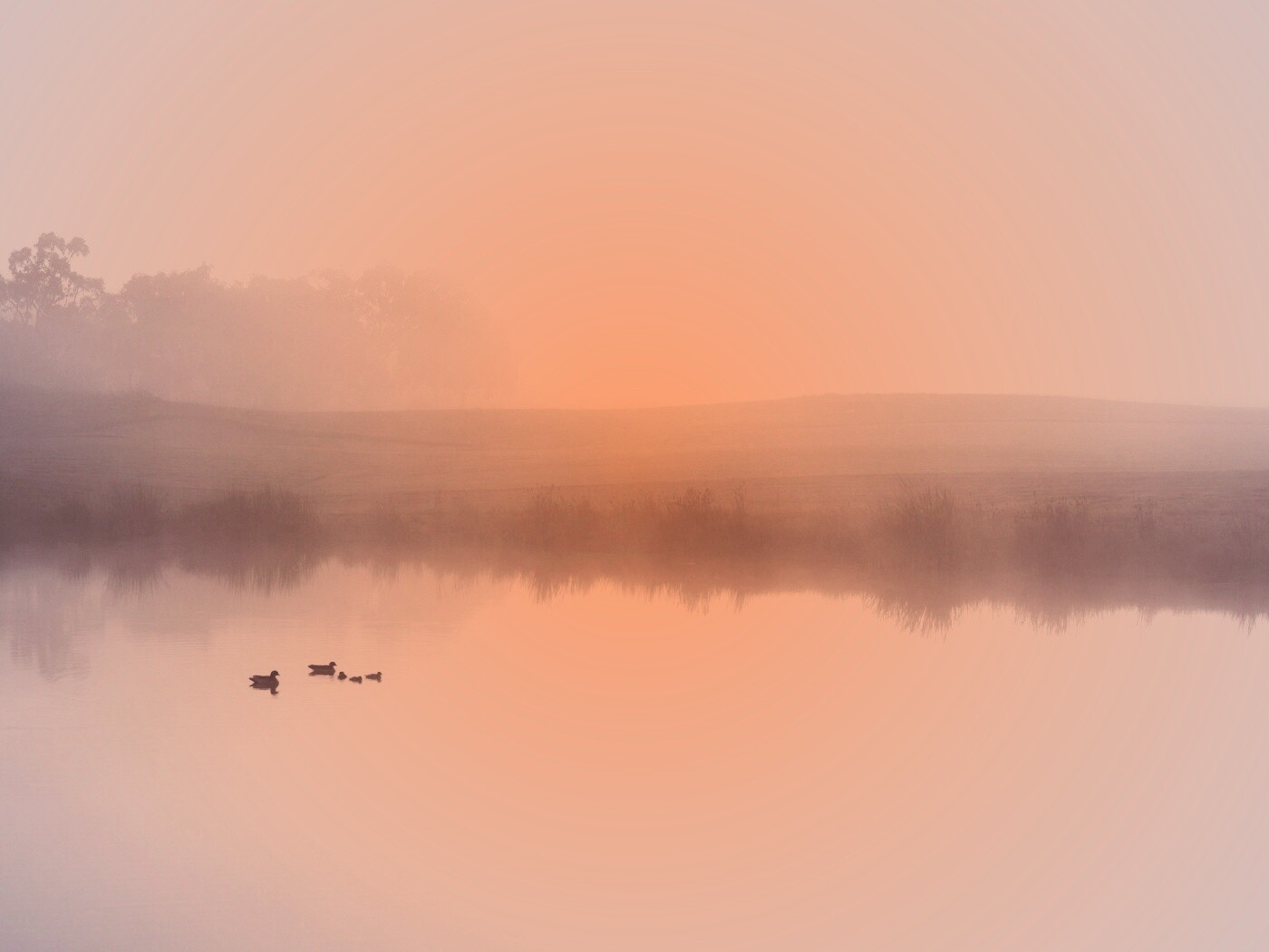 Ducks on a Misty Pond обои