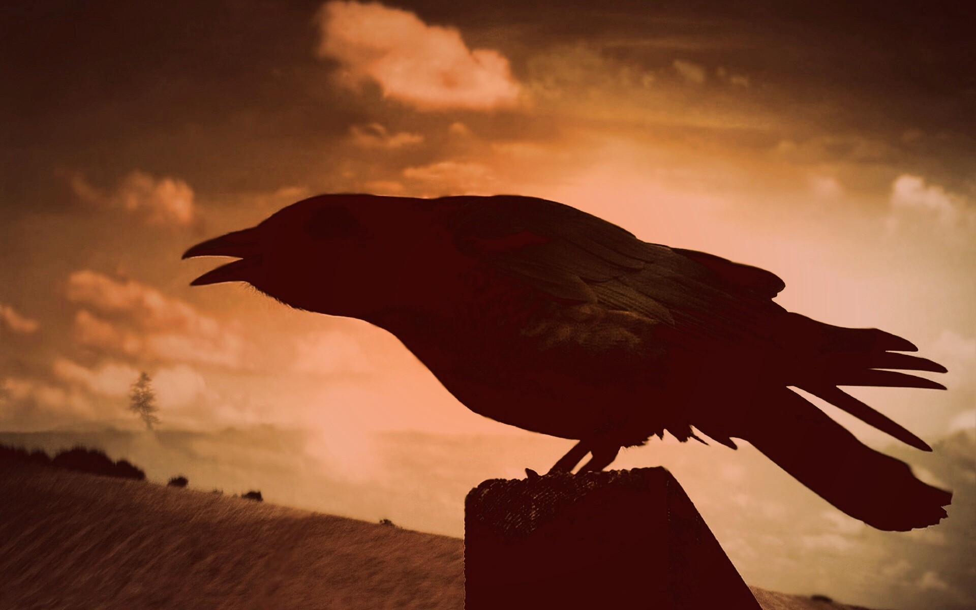 Чёрный ворон обои